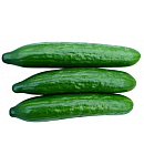 Cucumber "Stella"