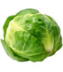 Cabbage 