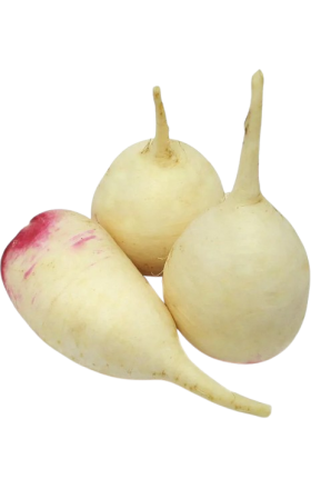 Բողկ սպիտակ