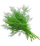 Dill 