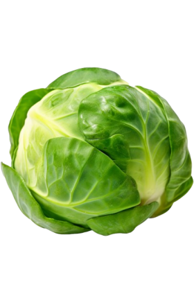 Cabbage 