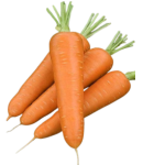 Carrot