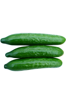 Cucumber "Stella"