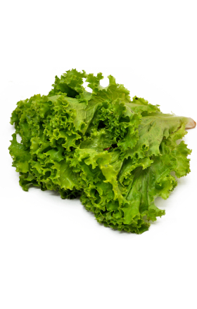 Հազար գանգուր