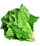Lettuce leaves 