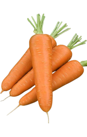 Морковь