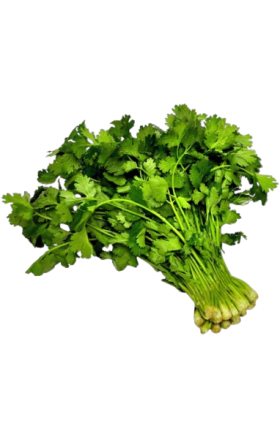 Coriander 